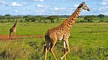 Early Morning Tour to Nairobi National Park & Giraffe Center