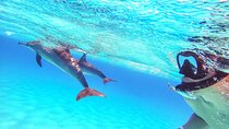 Speedboat Dolphin Watching and Snorkeling in Hurghada