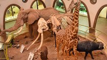 Nairobi National Museum and Snake Park Guided Tour