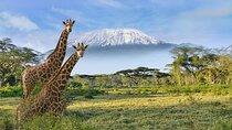 3 Day Amboseli Kenya Safari Tour with African Gift