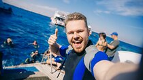 Sharm El Sheikh: Ras Mohamed, White Island, Snorkel and Diving