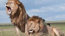 Nairobi National Park Game Drive and Beads Center Guided Tour