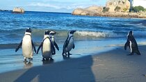 Cape Peninsula Private tour