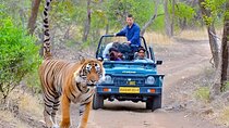 4-Day Private Delhi, Agra & Jaipur with Ranthambore Tiger Safari