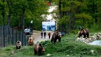 Bear Sanctuary and Bran (Dracula's) Castle - Private Day Tour