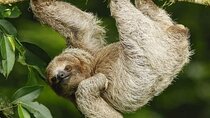Private Sloth's Rainforest Tour & Llanos Del Cortez Waterfalls