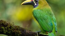 Guided Bird Watching Tour in Monteverde