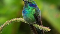 First steps into Birding In Monteverde