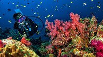 3 Fun Dives in Racha Yai and Racha Noi for Certified Divers