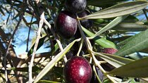 Private Traditional Olive Grove and Dragon Fruit Farm Tour
