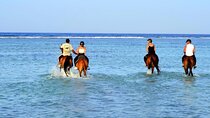 Horseback riding in Marsa Alam and Port Ghalib