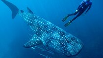 Eco Whale Shark Encounter