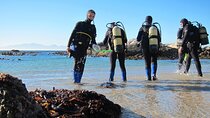 Beach Diving Experience with Transfer from Sharm El Sheikh