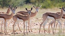 Windhoek Wildlife Expedition: A Private Journey Through Nature