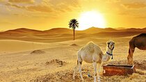 Merzouga Desert tour: Camel Ride, Quad bike, 4x4 Tour & Camp Stay