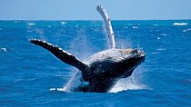 Whale Watching in Hermanus: Must-Do Activity in Cape Town, SA