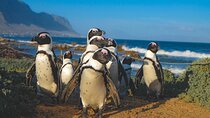 Private Tour: Table Mountain, Cape of Good Hope, Penguins, BoKaap