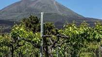 Vesuvius Wine Tasting Tour from Naples with Lunch