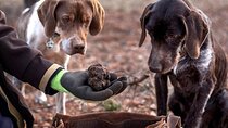 Truffle hunting tour from Rijeka