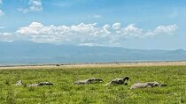 5 Days Amboseli, Lake Nakuru and Masai Mara Safari