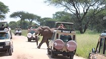 5 Day Mid range Tanzania Safari 