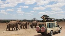 4 Days Tarangire Serengeti Ngorongoro Crater