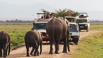 2 Days to Amboseli National Park and Masai Village Tour
