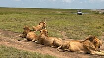 7 Days Private safari Tour in Tanzania