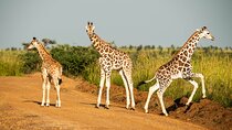 2 Days Budget Safari to Murchison Falls National Park