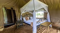 5 Days Serengeti, Ngorongoro, Manyara and Tarangire Group Safari