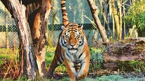 4 Days Golden Triangle Tour with Ranthambore Tiger Safari