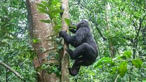 8 Days Uganda Primates Safari