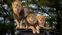 Agadir Lion Safari Park from agadir or Taghazout, ticket included
