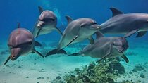 Dolphin house VIP trip in hurghada with snorkeling lunch 