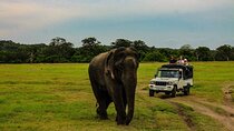 Wilpattu National Park safari with Hotel Transfers, jeep, tickets