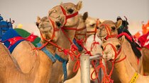 Dubai Camel Race with a Camel Ride 
