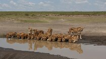 3-Day Tour in Manyara, Ngorongoro, Tarangire with Night Safari