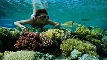 Hamata Island Snorkeling Tour from Marsa Alam