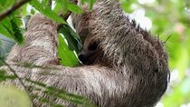 Sloth Watching Trail in La Fortuna Guided Tour