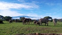 Full Day Tour in Amboseli National Park from Nairobi