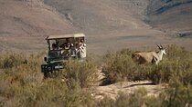 Aquila Game Reserve Safari with wine tasting, Transport & Lunch