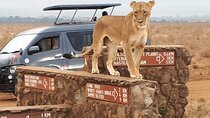 Day Tour Nairobi National Park Giraffe Center and Karen Blixen