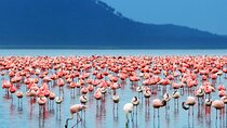 2 Days Lake Elementaita Guided Flamingoes Tour from Nairobi