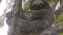 La Fortuna-Breath Taking Sloth Tour & Tortilla Experience!