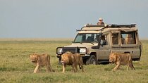 6 Days Private Luxury Lodge Safari: Serengeti, Ngorongoro Crater