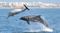 Dolphins Watching