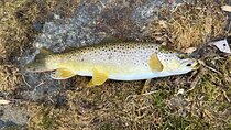 Private Trout Fishing Excursion in Virginia