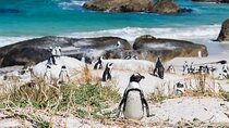 Cape Peninsula Private Full Day Guided Tour from Cape Town