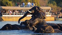 Victoria Falls to Chobe National Park, One Day Wildlife Adventure