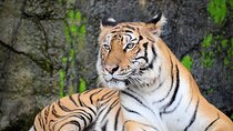 2 Days Private Jaipur & Ranthambore Tour (All Inclusive)